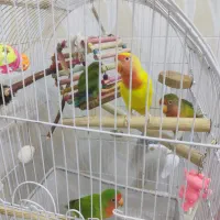 طوطی برزیلی