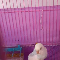 مرغ عشق زیبا|پرنده|رشت, نیروی دریایی|دیوار