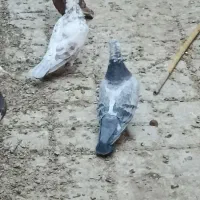 سار  سبز|پرنده|بردسکن, |دیوار