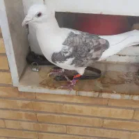 کفتر پشتی آلمانی|پرنده|شیراز, قدوسی شرقی|دیوار