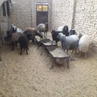 میش وبره|حیوانات مزرعه|جوادآباد, |دیوار