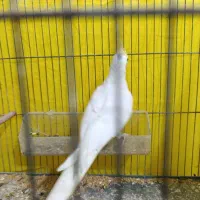 عروس هلندی ماده کار داده|پرنده|اردبیل, |دیوار