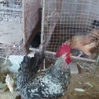 خروس|پرنده|دیلم, |دیوار