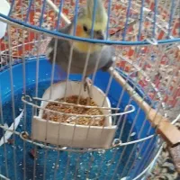 عروس هلندی سخنگو