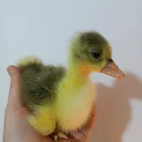 جوجه غاز،اردک