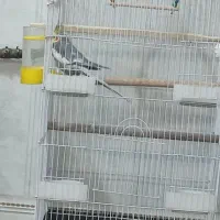 عروس هلندی سخنگو خاص