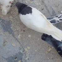 کبوتر یالی ماده
