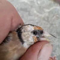 جوجه سهره و۲عدد قناری ماده|پرنده|سنندج, |دیوار