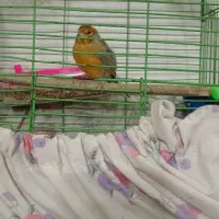 قناری بخون نر