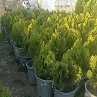 کامیس نوک دار|گل و گیاه طبیعی|کرج, ملک‌آباد|دیوار