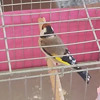 سهره درشت و تازه صاف