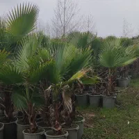 پالم واشینگتن