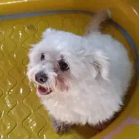 گمشده|سگ|کرج, المهدی|دیوار