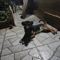 سگ ژرمن