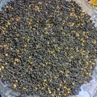 بذر پیاز منیروا