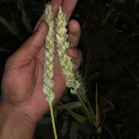 گندم پیشگام|عمده‌فروشی|تاکستان, |دیوار
