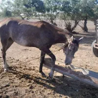 اسب|اسب و تجهیزات اسب‌سواری|بندر ترکمن, |دیوار