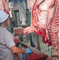 تازه کشتار عرضه گوسفند بره زنده|حیوانات مزرعه|تهران, شمشیری|دیوار