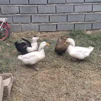 فروشی اردک خانگی