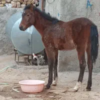 یه کره اسب سر حال