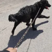 سگ هاسکی|سگ|رفسنجان, |دیوار