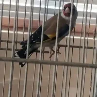 سهره رسمی نشوندار