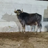 گاومیش والدوابستن