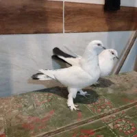 کبوتر پرنده