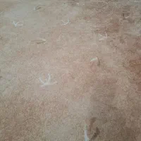 14متر موکت پالاز پرز بلند