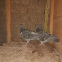 کبوتر پلاکی عربستان و جا اردن|پرنده|اصفهان, خواجو|دیوار