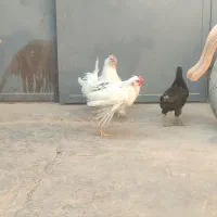 مرغ خروس گلین و سلطان|حیوانات مزرعه|اصفهان, رهنان|دیوار