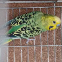 پرنده تزیینی|پرنده|اصفهان, باغ کاران|دیوار