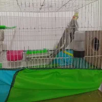 عروس هلندی جفت