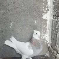 یک عدد طوقی ماده