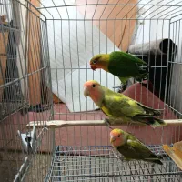 کوتوله فوق دستی رنگ خاص و کوتوله نر مست|پرنده|مشهد, هفده شهریور|دیوار