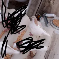 کبوتر شصتی و چادری