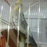 عروس هلندی نر و ماده