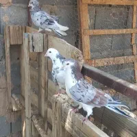 ساده هفت رنگ|پرنده|مشهد, ده دی|دیوار