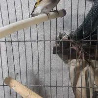 سهره دورگ|پرنده|پاکدشت, شهرک امام رضا|دیوار