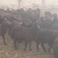 ۶۰راس‌گوسفند‌قزل‌افشارهمه بره‌دار