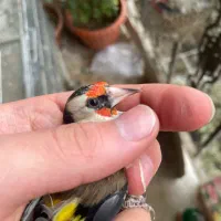 سهره دورگ داغسر|پرنده|تهران, جی|دیوار