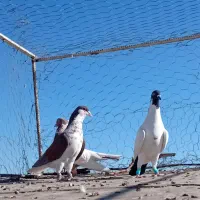 حیون ضدخوردی