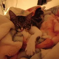 بچه گربه|گربه|زاهدان, |دیوار