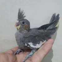 جوجه عروس هلندی