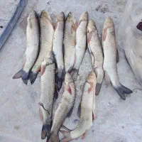 زرده ماسی تازه