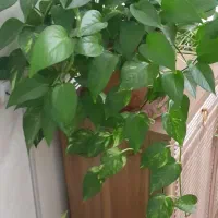 گل طبیعی|گل و گیاه طبیعی|تبریز, |دیوار