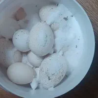 تخم بوقلمون