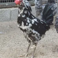 خروس گلین بدون غلط|حیوانات مزرعه|کهریزک, |دیوار