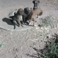 توله سگ محلی