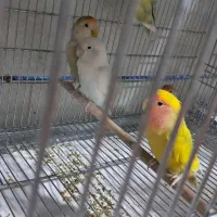 پرنده فروشی چیکو|پرنده|قیدار, |دیوار